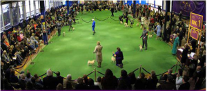 dog show