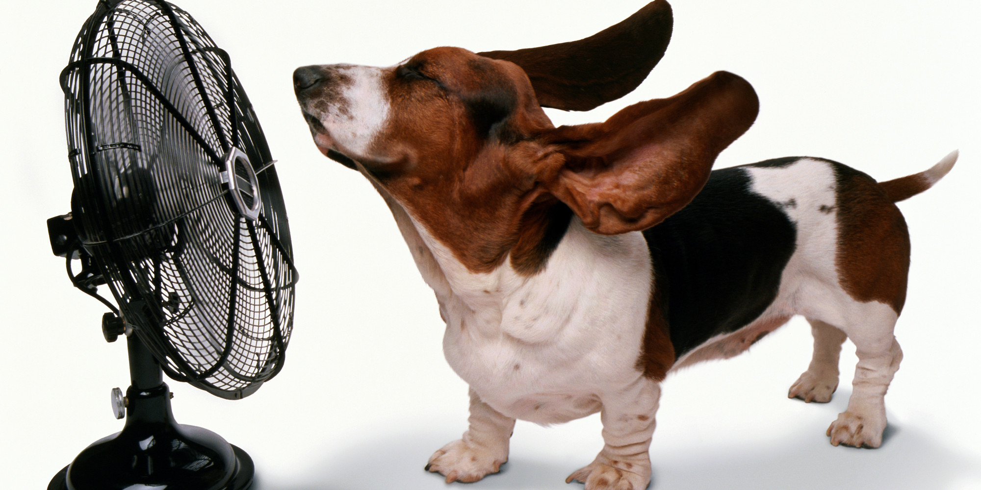 Feel Good Friday: Heat Stroke Is No Joke! – Pet Treater | Let's blog ...