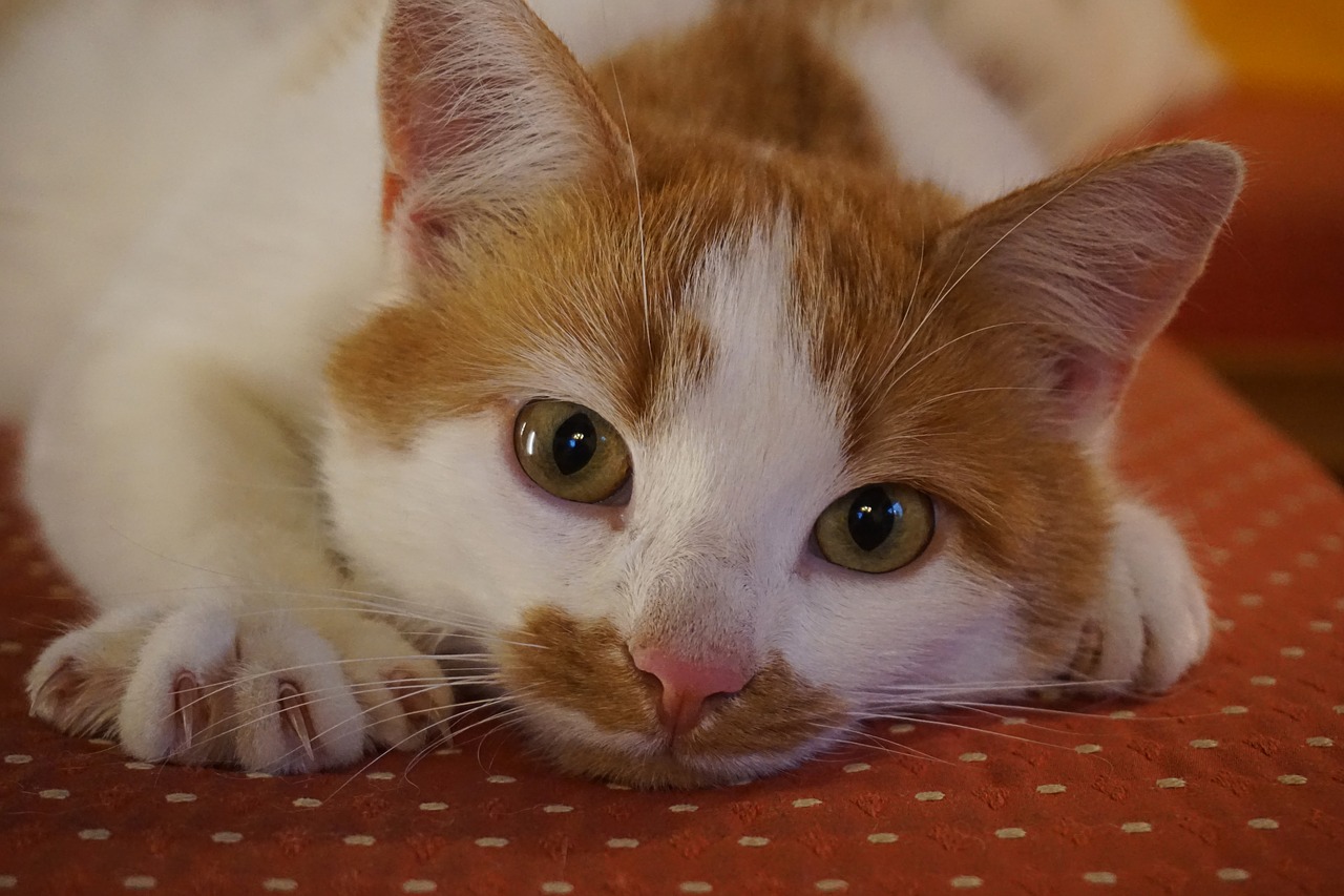 cat is tearing up carpet