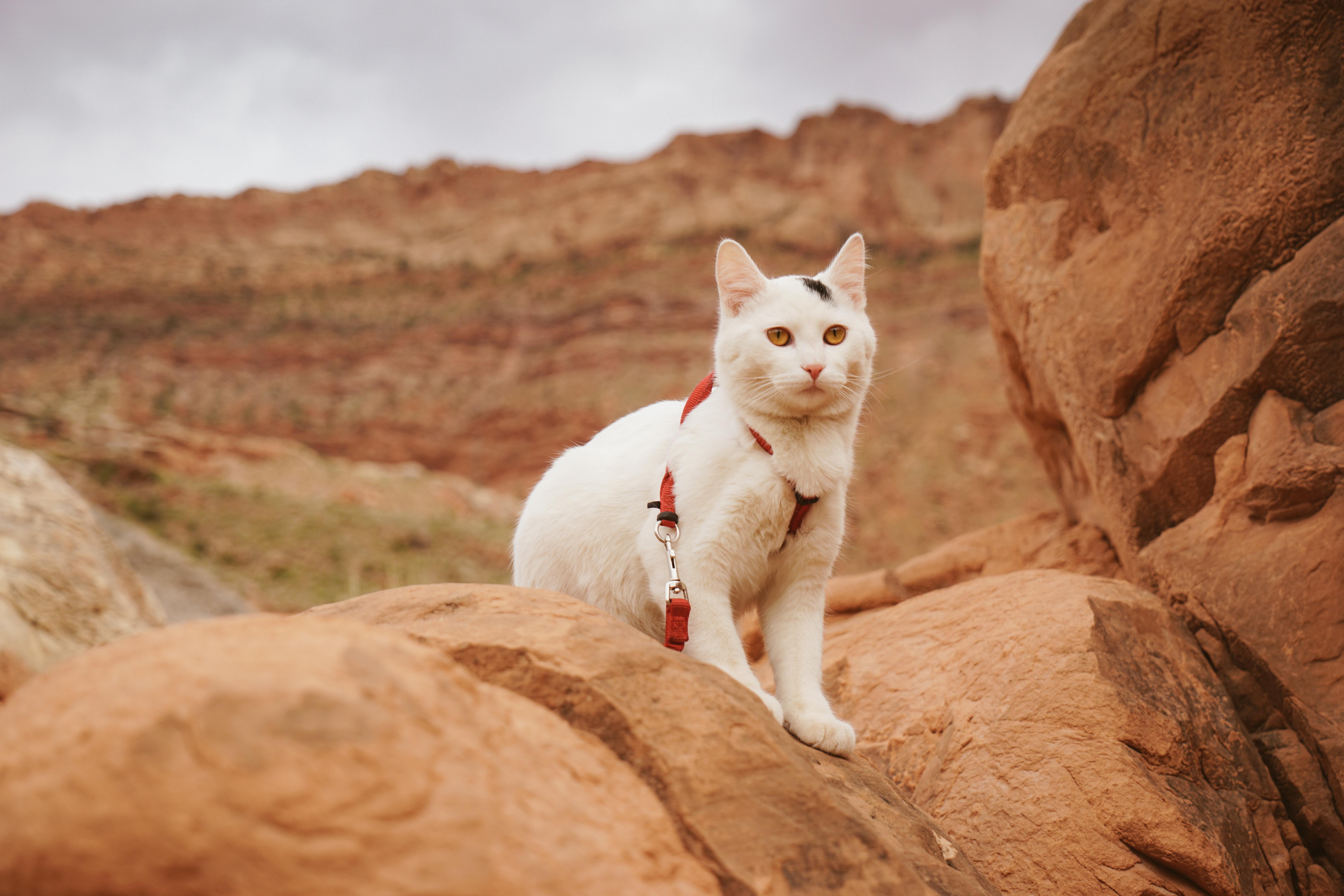  Adventure  Cats  How to get your cat  exercise inside or 