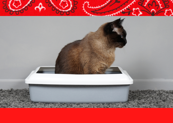 6 Ways to Get Your Kitty to Use a Litter Box Pet Treater