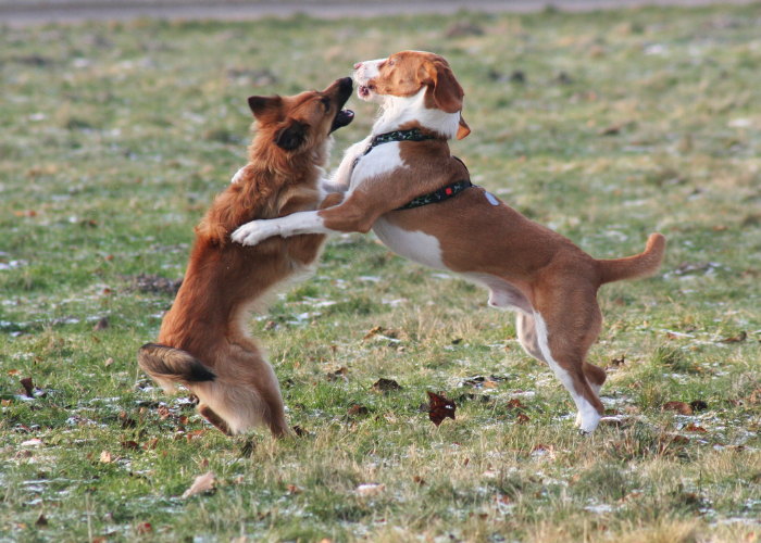 here-s-what-you-need-to-know-about-sibling-rivalry-in-dogs-pet